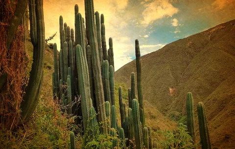 Ritual com cacto Wachuma