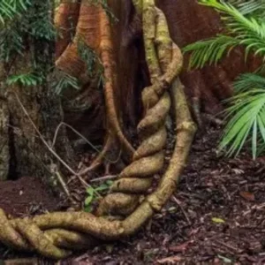 ayahuasca in the jungle reveillon