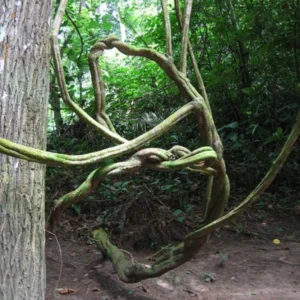 retiro com ayahuasca in the jungle reveillon