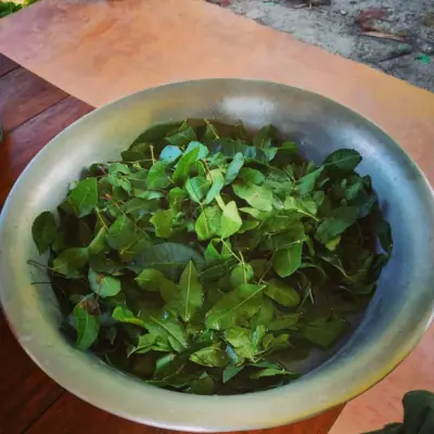 retiro ayahuasca no sitio dos oriundos